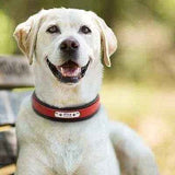 Big Dog's Personalised Leather Dog Collar-1