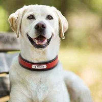 Big Dog's Personalised Leather Dog Collar-4