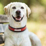 Big Dog's Personalised Leather Dog Collar-4